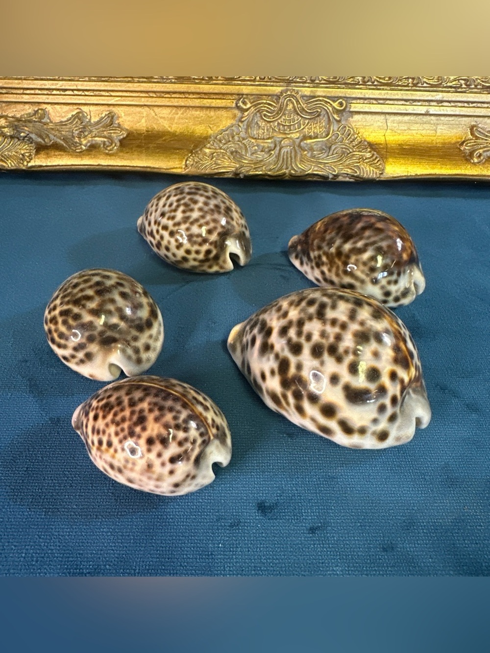 5 Select Large Tiger Cowrie (Cypraea Tigris) Shells 3.5-2.5”Craft Beach Decor